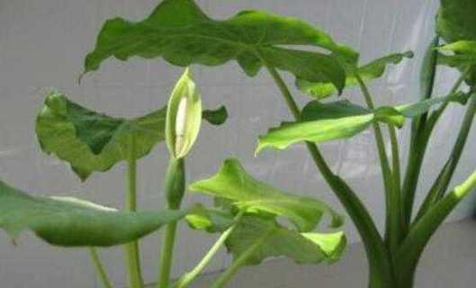 滴水观音植物怎么养（滴水观音植物的养护小窍门）