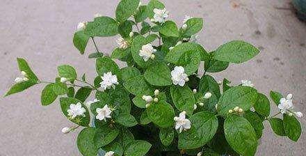 茉莉花用什么肥料好（关于茉莉花施肥方法）