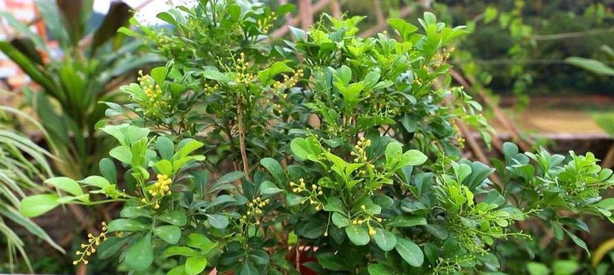 怎么养米兰花（盆栽米兰花的养殖方法讲解）