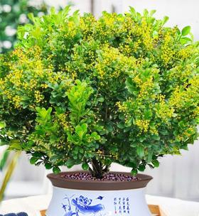 怎么养米兰花（盆栽米兰花的养殖方法讲解）