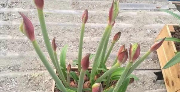 洋葱如何种植才能高产（洋葱的种植与管理）