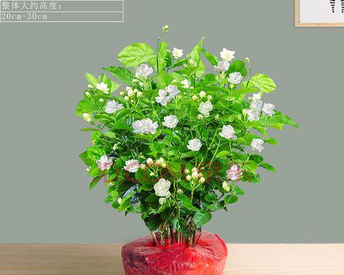 茉莉花枝怎么养（茉莉花养殖方法和浇水）
