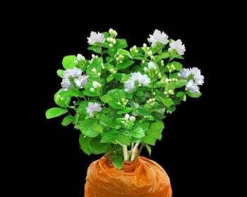 茉莉花枝怎么养（茉莉花养殖方法和浇水）