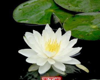 睡莲根块可以全水养吗(睡莲根块的种植方法讲解)