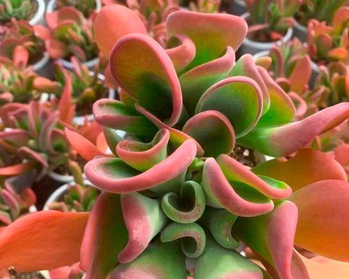 多肉植物种类资料大全（探索多肉植物的多样性与独特魅力）