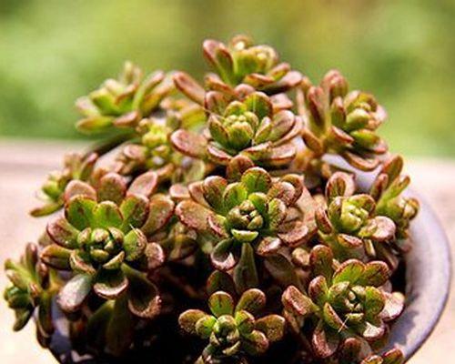 多肉植物种类资料大全（探索多肉植物的多样性与独特魅力）