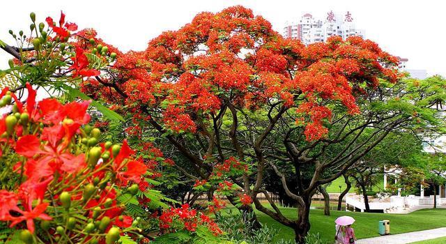 凤凰花什么季节开（观赏凤凰花花期简介）