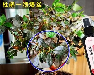 杜鹃花专用肥有哪些（杜鹃花专用肥推荐）