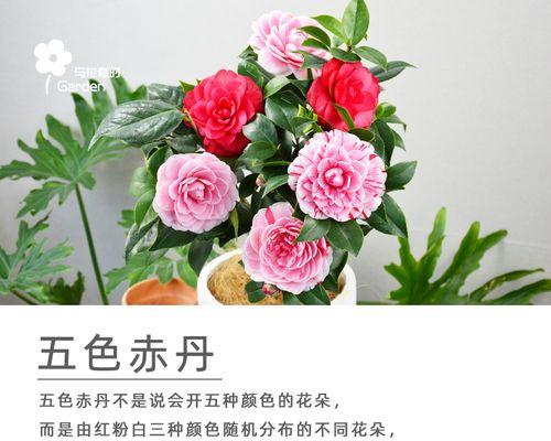 鲜花品种及名称（探索花海中的美丽世界）
