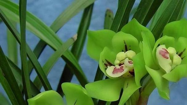 兰花什么时间栽培（种植兰花的方法步骤）