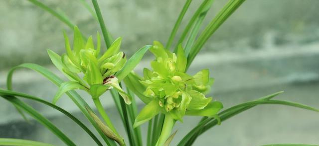 兰花什么时间栽培（种植兰花的方法步骤）