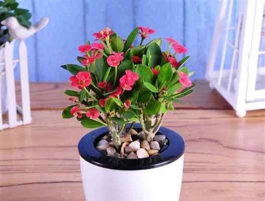 室内哪些花好养又好看（适合室内养的花卉排名）