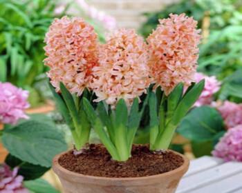 室内哪些花好养又好看（适合室内养的花卉排名）