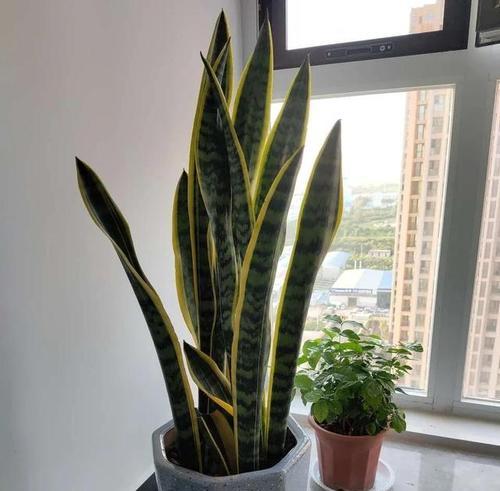 虎皮兰如何浇水（虎皮兰的养护小窍门）