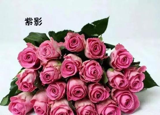 玫瑰花的品种有哪些（十大常见的玫瑰花品种）