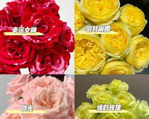 玫瑰花的品种有哪些（十大常见的玫瑰花品种）