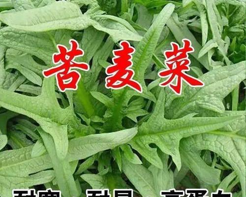 菊苣草种子怎么种（菊苣草种植方法和时间）