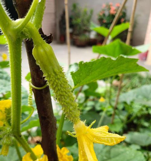 黄瓜种子怎么种（黄瓜种植技术与管理）