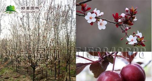 紫叶李开花时间（有关紫叶李简介）