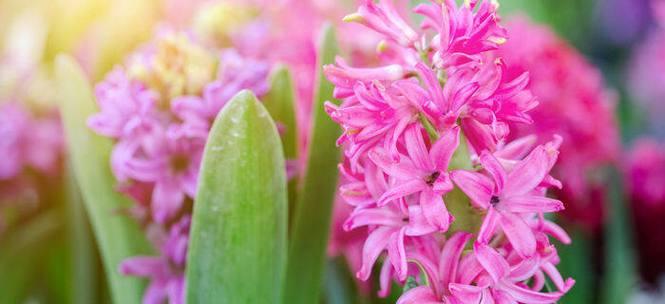 风信子的花期是几月份（了解风信子的养护要点）