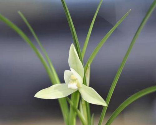 室内好养的植物有哪些（适合室内长期养的植物推荐）