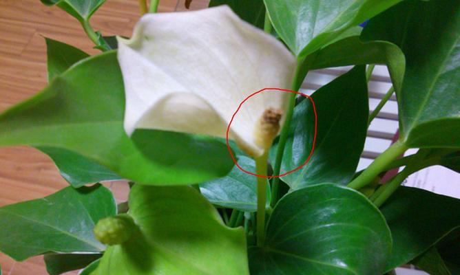 白鹤芋叶子尖发黄发黑怎么办（教你黄叶的处理方法）