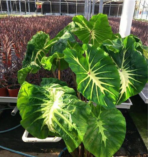 芋头怎么种植才能高产（芋头的种植方法和技术）