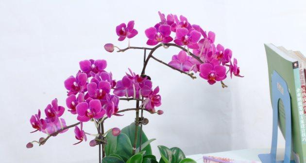 蝴蝶兰开花后怎么处理（让蝴蝶兰二次开花的方法）