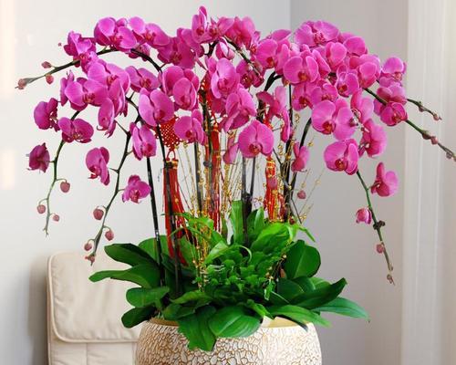 蝴蝶兰开花后怎么处理（让蝴蝶兰二次开花的方法）