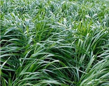 多年生牧草有哪些品种（养的牧草品种）