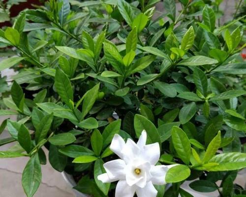 栀子花几天浇一次醋(栀子花日常养护知识)