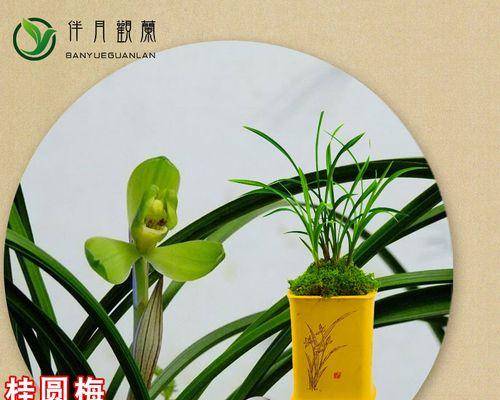 盆栽兰花的养殖方法和注意事项(打造优美的兰花盆景)