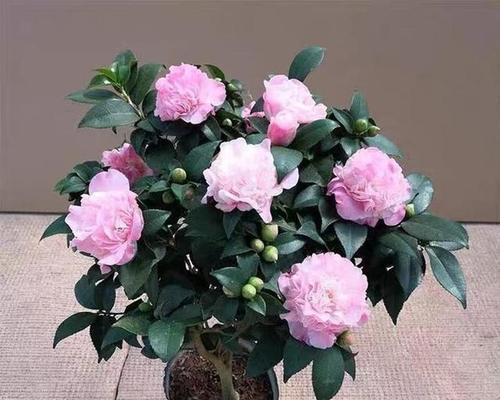 山茶花怎么养才好（有关山茶花养护技巧）