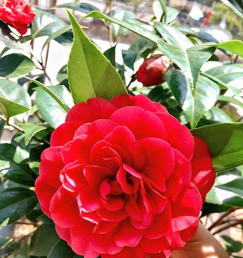 山茶花怎么养才好（有关山茶花养护技巧）