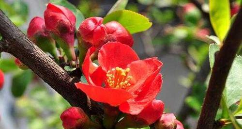 海棠花分类品种有哪些（盘点八种常见的海棠花）