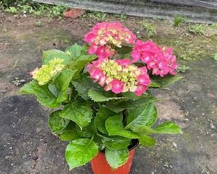 八仙花怎么养才开花（八仙花的正确养殖方法）