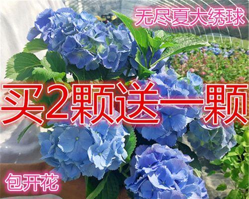 八仙花怎么养才开花（八仙花的正确养殖方法）