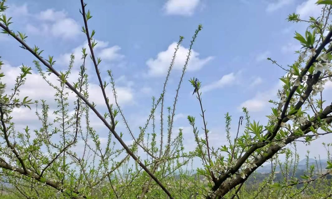 蜂糖李什么时候种植（蜜糖李的种植与管理）