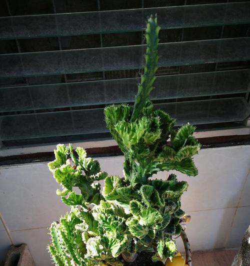 麒麟掌怎么养（麒麟掌的养护小窍门）