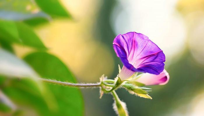 牵牛花百科知识大全（牵牛花的种植方法和注意事项）