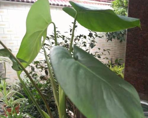 滴水观音如何养长的快（滴水观音养殖方法和注意事项）