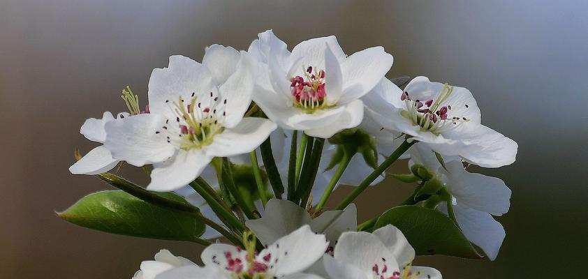 梨花是什么颜色的（有关梨花的特点介绍）