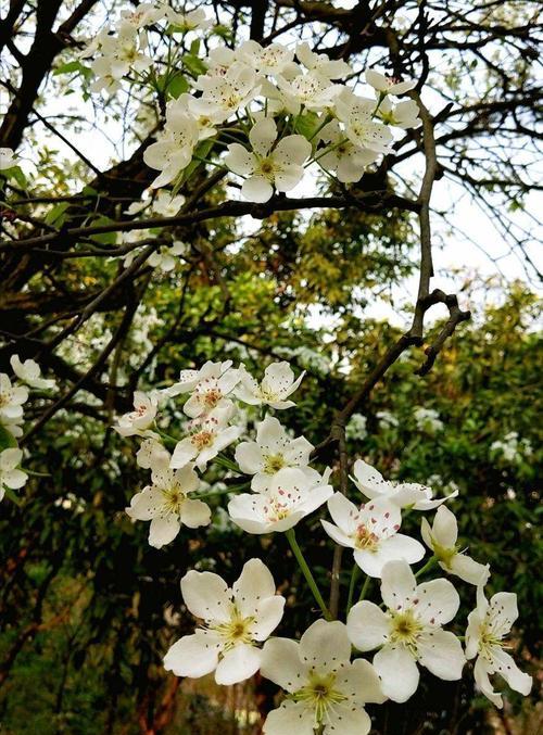 梨花是什么颜色的（有关梨花的特点介绍）