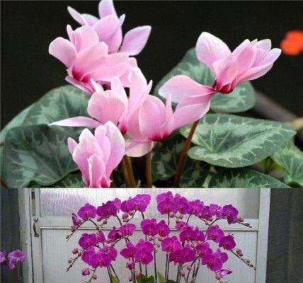 冬天室内养什么花好（适合冬天养的花卉）