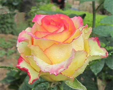月季花如何栽培管理（月季花种植方法与技巧）