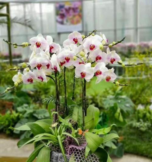 蝴蝶兰的种植方法和技巧（打造美丽花园）
