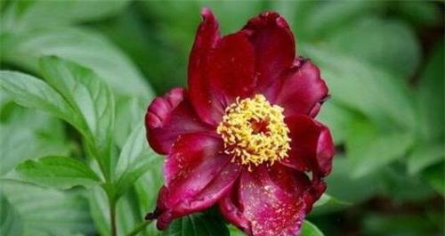 芍药种子什么时候种（芍药花种植方法和时间）