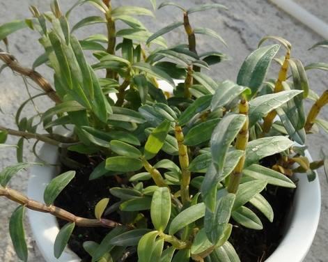 石斛的养殖方法（让您轻松掌握石斛的种植技巧）