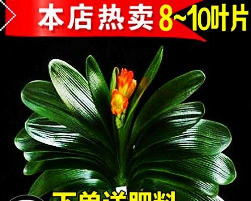 君子兰怎么才能开花（详解君子兰快速催花技巧）
