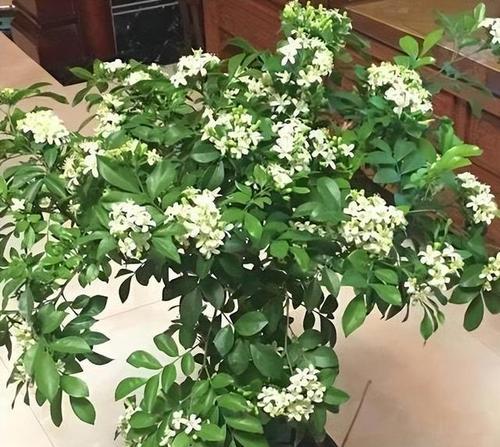 九里香开花香吗（有关九里香的花期时间）